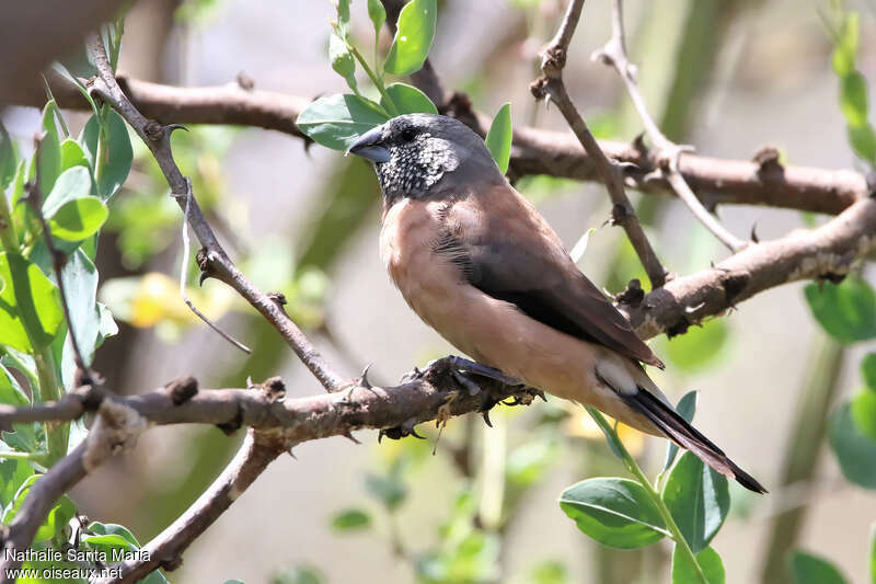 Capucin à tête griseadulte, identification