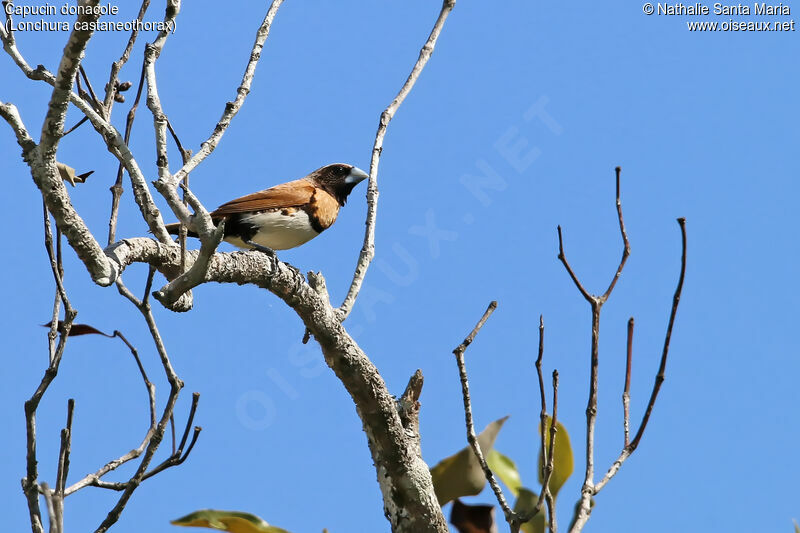 Capucin donacoleadulte, identification