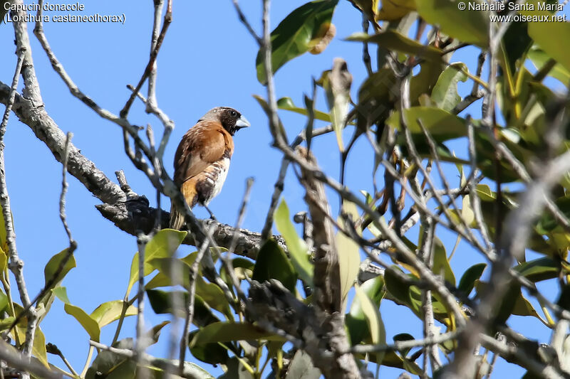 Chestnut-breasted Mannikinadult, habitat