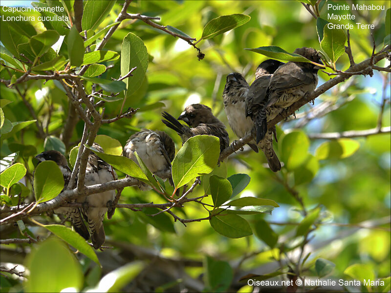 Bronze Mannikinadult, habitat, care, Behaviour