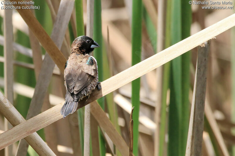 Bronze Mannikinadult, identification, habitat, care, Behaviour