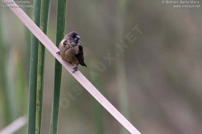 Bronze Mannikinjuvenile, identification, habitat