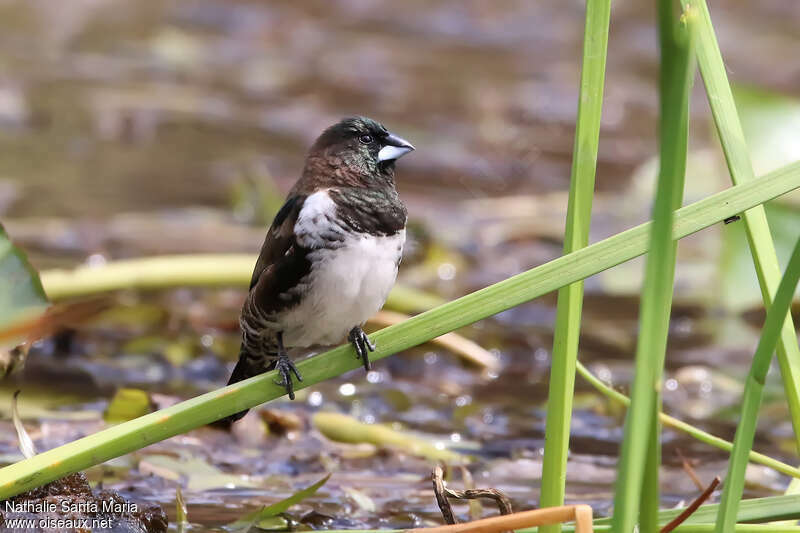 Bronze Mannikinadult, identification