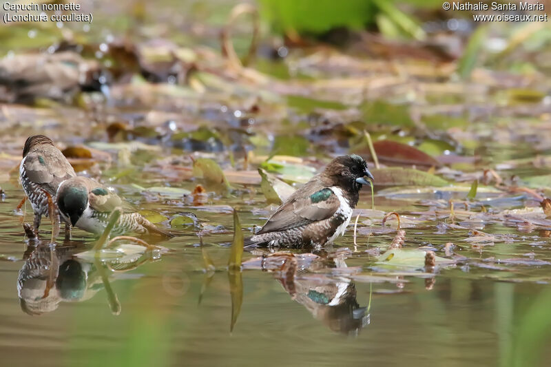 Bronze Mannikinadult, identification, habitat, eats