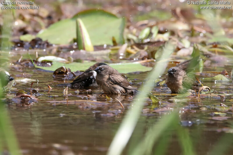 Bronze Mannikinjuvenile, identification, habitat, care