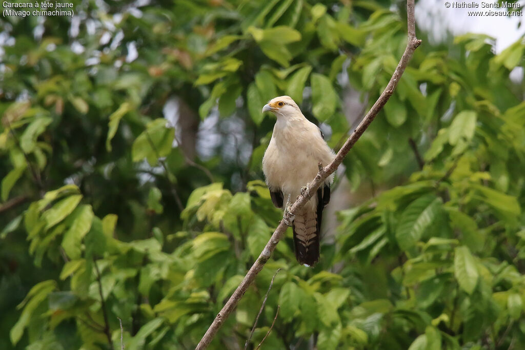 Caracara à tête jauneadulte, identification