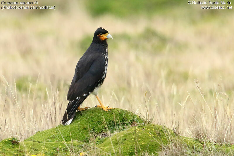 Carunculated Caracaraadult, identification