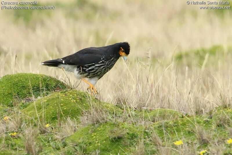 Carunculated Caracaraadult, identification, walking