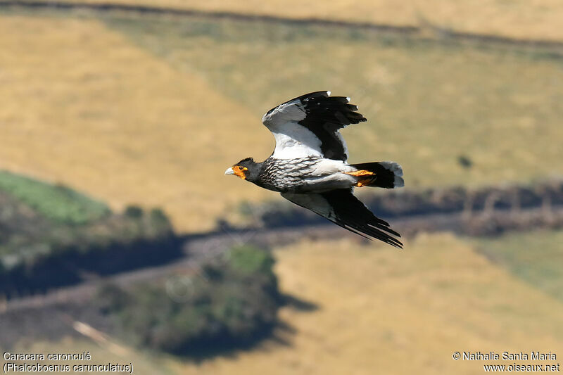 Carunculated Caracaraadult, Flight