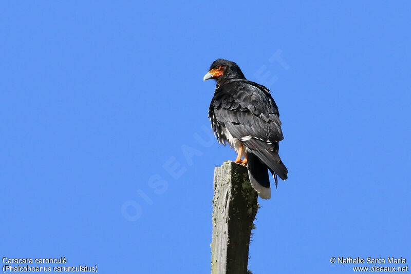 Caracara caronculéadulte, identification