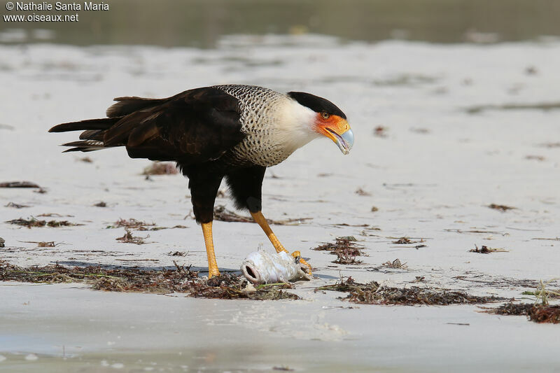 Caracara huppéadulte, identification, régime, mange