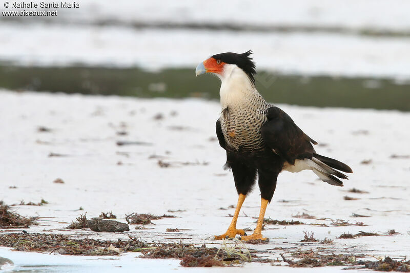 Crested Caracaraadult breeding, identification