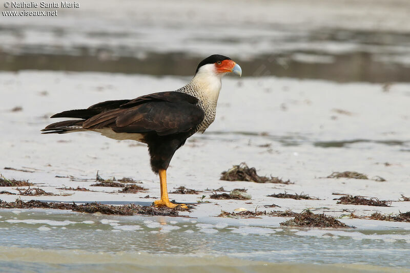 Caracara huppéadulte, identification