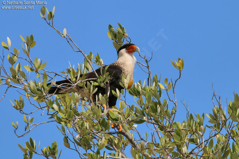 Crested Caracaraadult breeding, identification