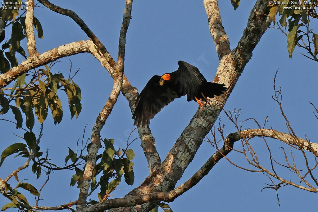 Black Caracaraadult, identification, Flight, clues