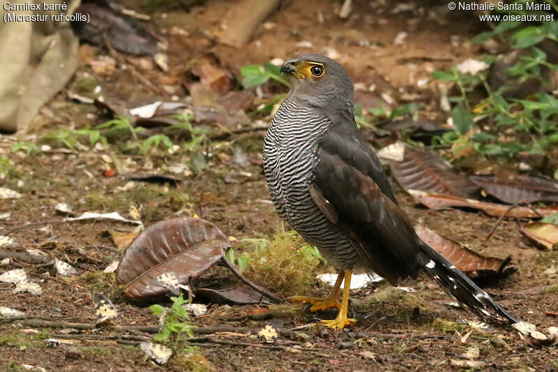 Barred Forest Falconadult, identification