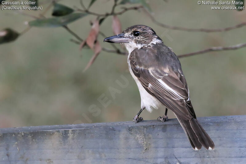 Cassican à collierimmature, identification