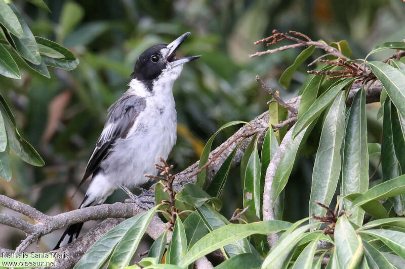 Cassican à collier mâle adulte, chant