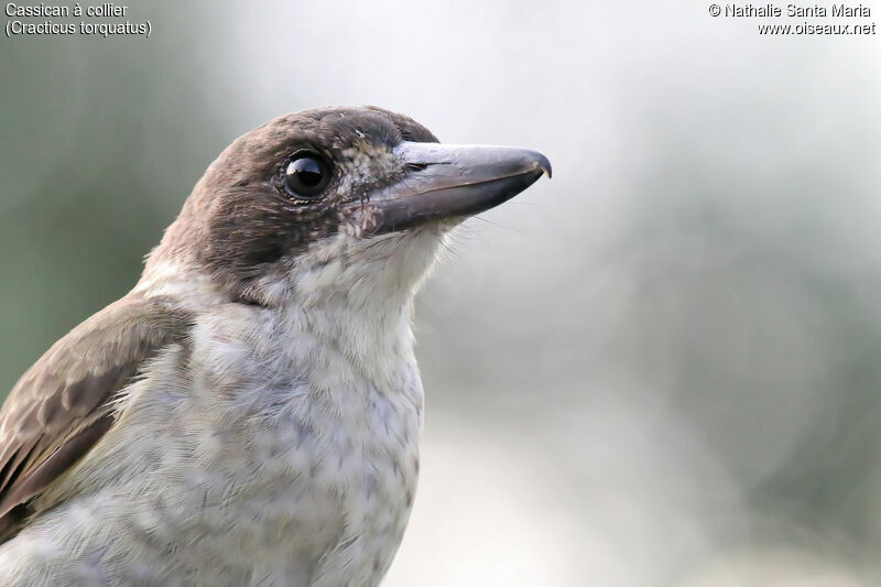 Grey Butcherbirdimmature, close-up portrait