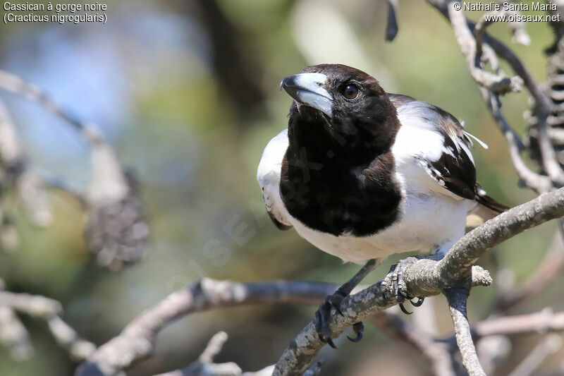 Pied Butcherbirdadult, identification