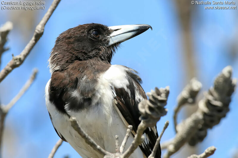 Pied Butcherbirdadult, close-up portrait