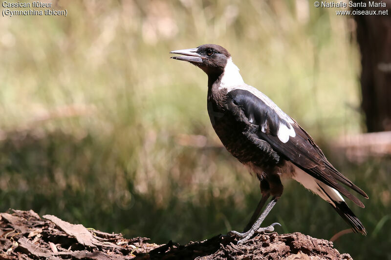 Cassican flûteurimmature, identification