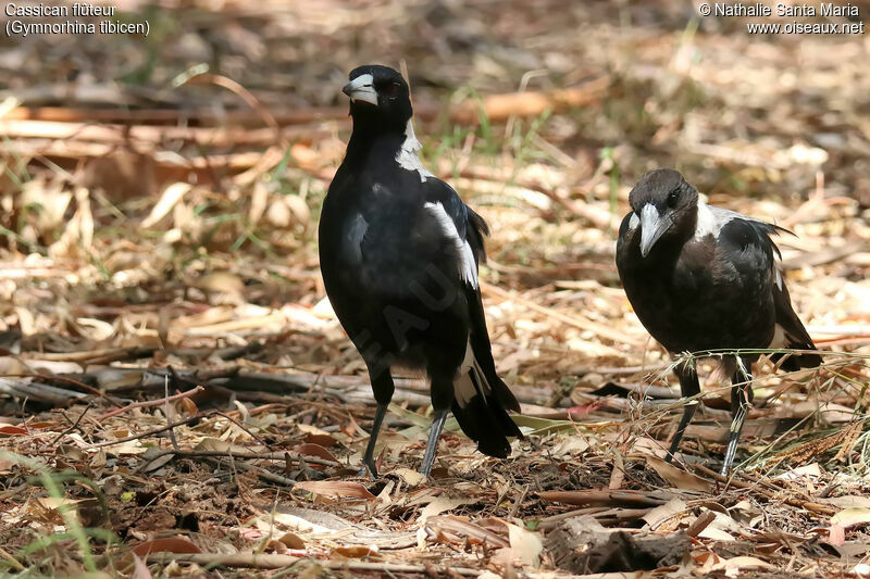 Cassican flûteur, habitat