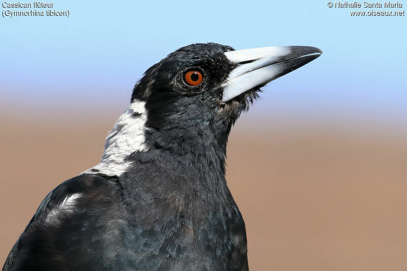 Cassican flûteuradulte, portrait