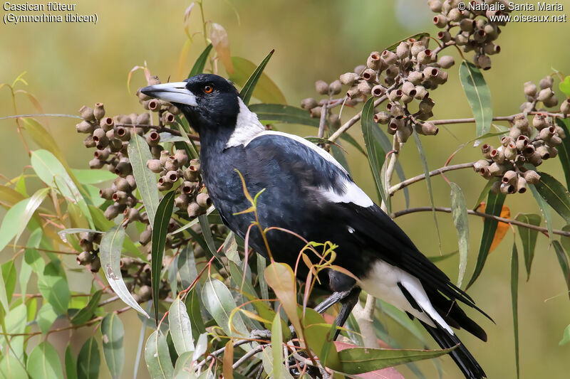 Cassican flûteuradulte, identification