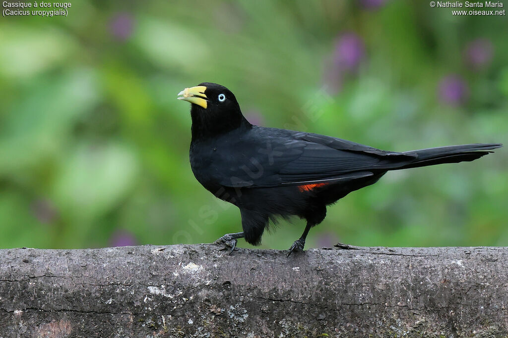 Cassique à dos rouge