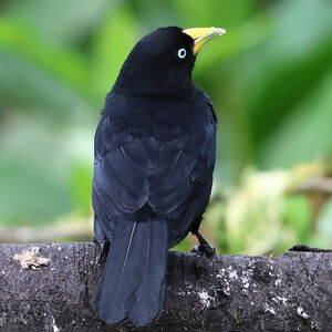 Cassique à dos rouge