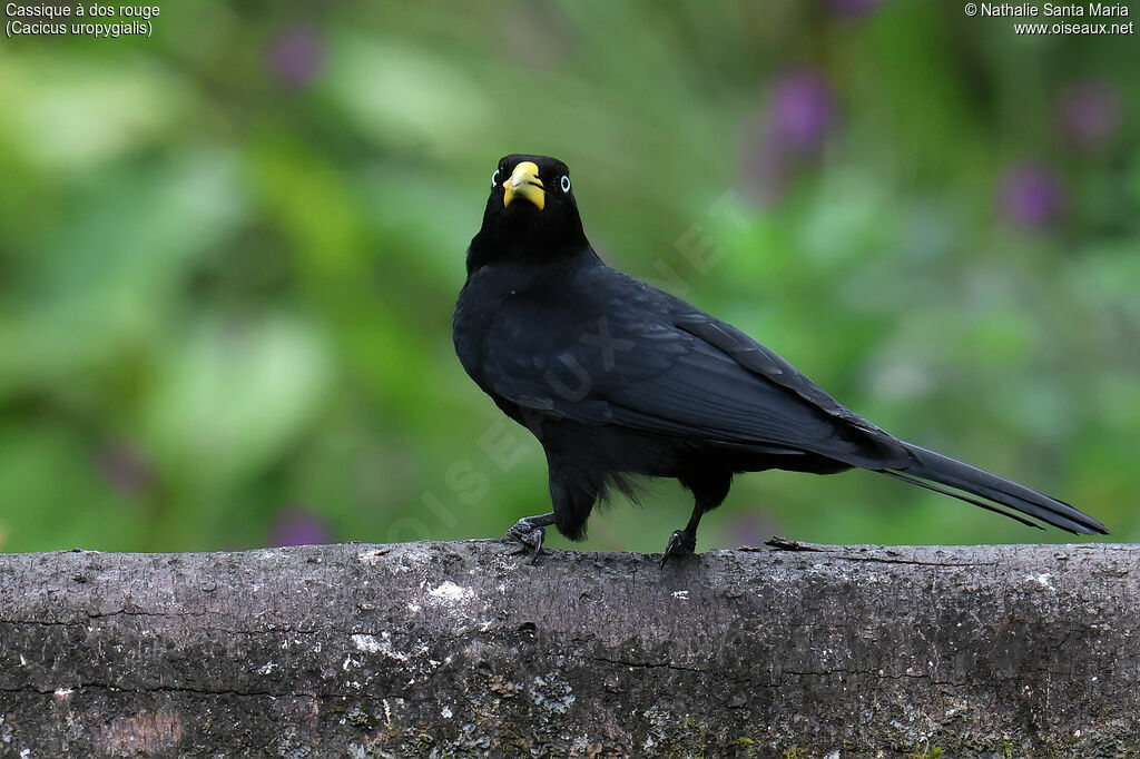 Cassique à dos rouge