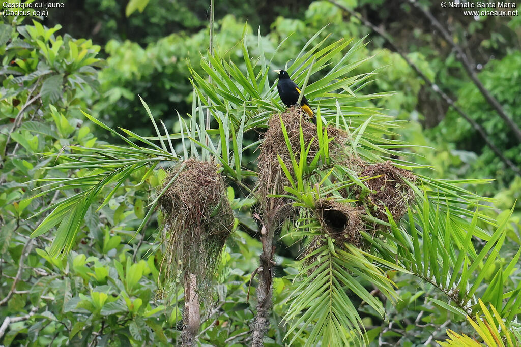 Cassique cul-jauneadulte, habitat