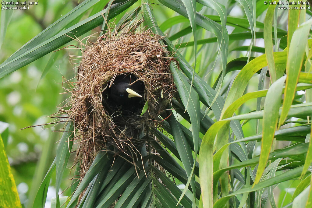 Yellow-rumped Caciqueadult, identification, Reproduction-nesting