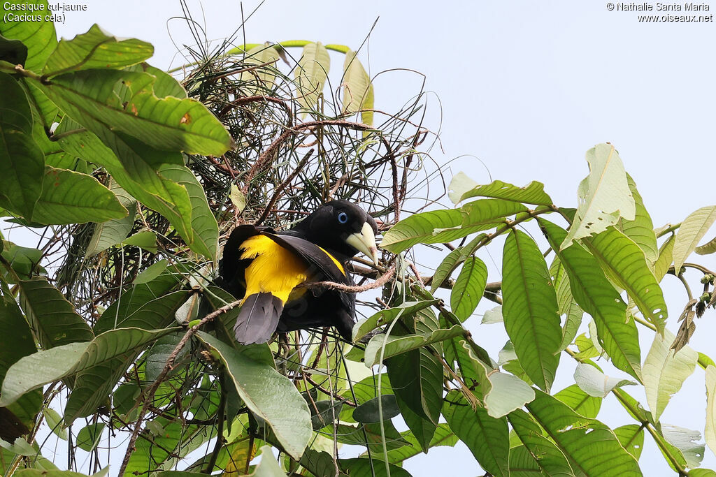 Yellow-rumped Cacique