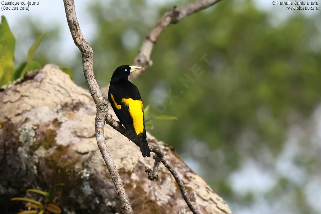 Yellow-rumped Cacique