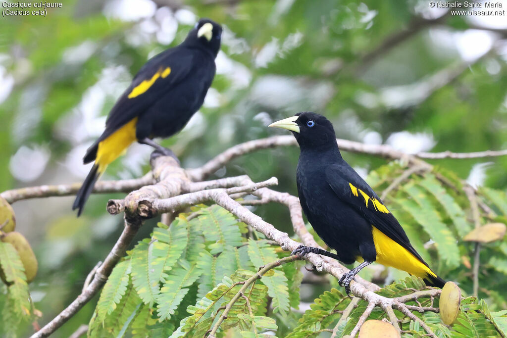 Cassique cul-jauneadulte, identification