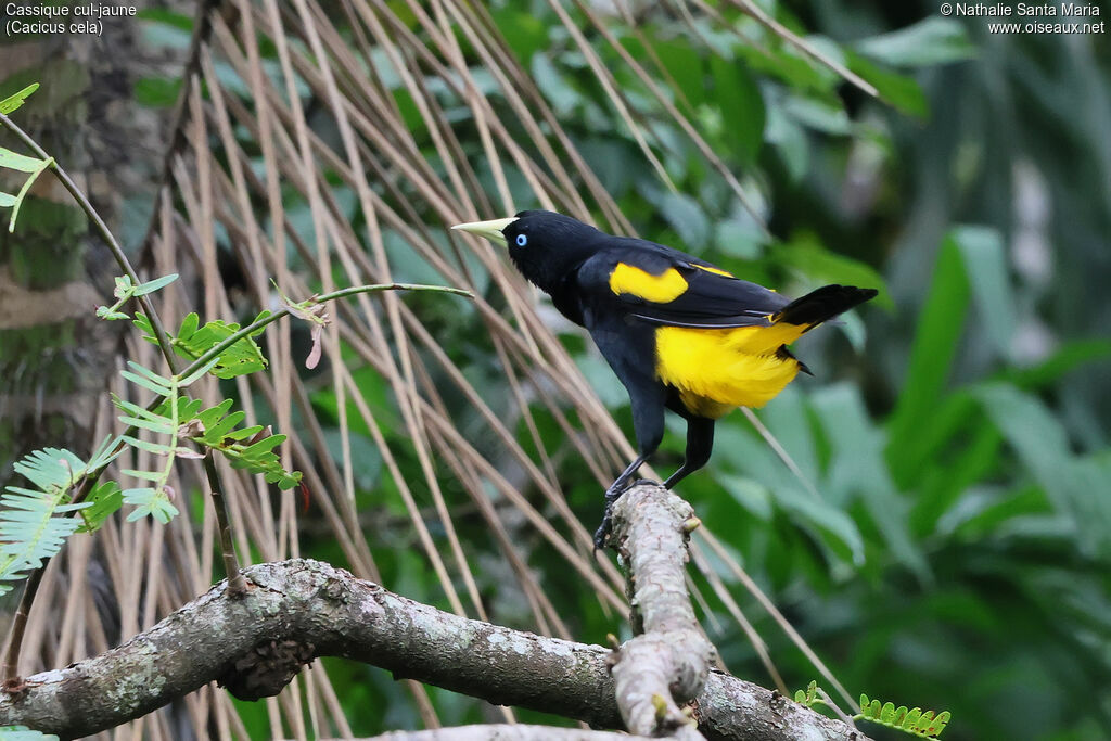 Yellow-rumped Caciqueadult, identification, aspect
