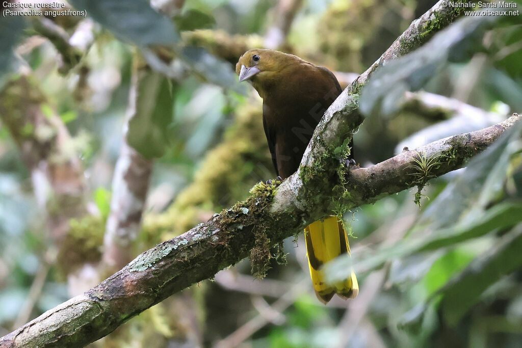 Russet-backed Oropendola