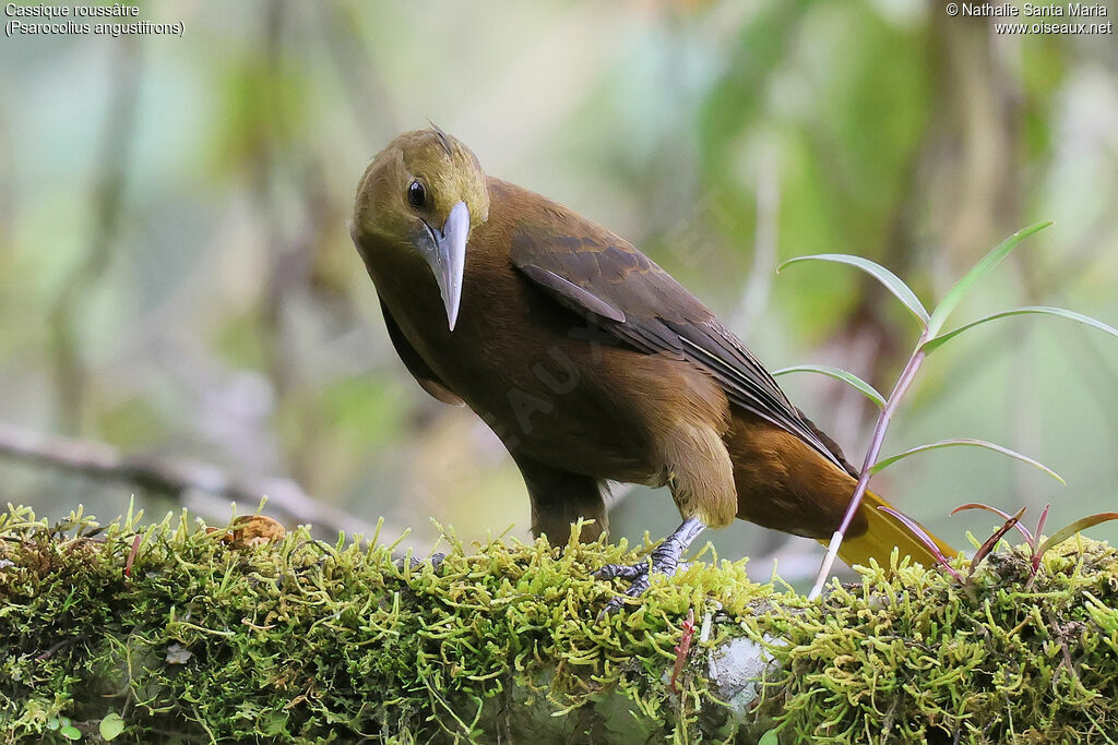 Russet-backed Oropendola