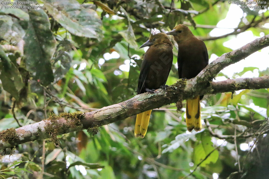 Russet-backed Oropendola