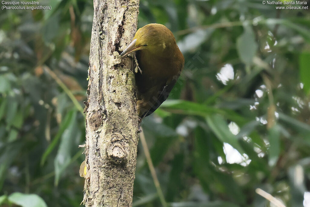 Russet-backed Oropendola