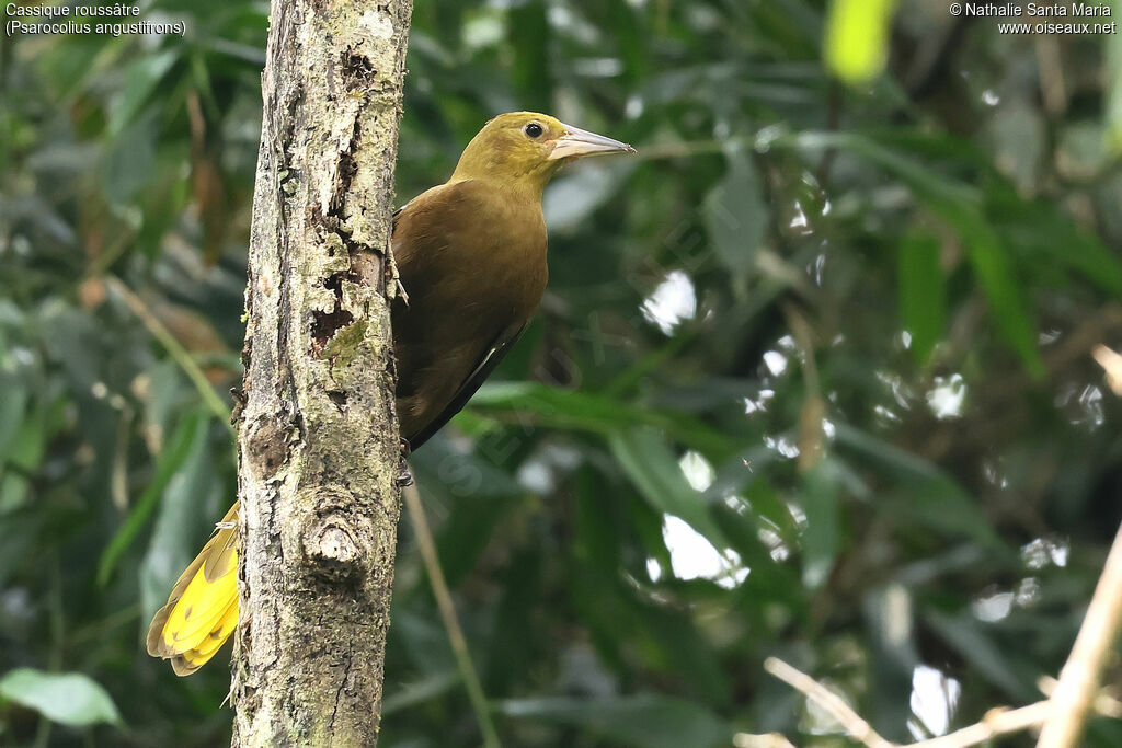 Russet-backed Oropendola