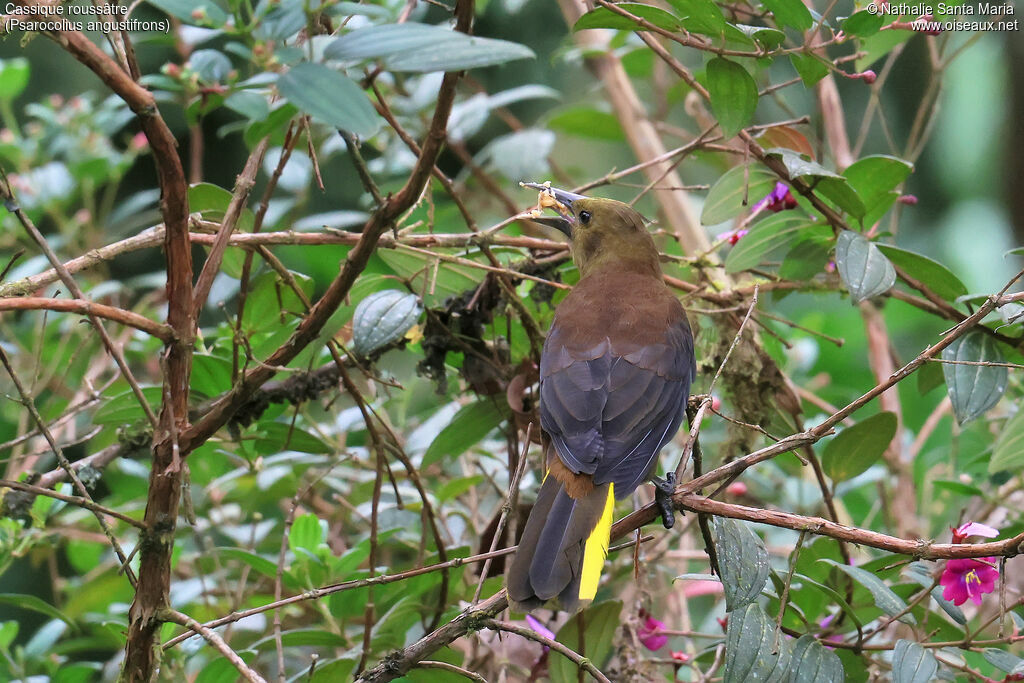 Russet-backed Oropendola