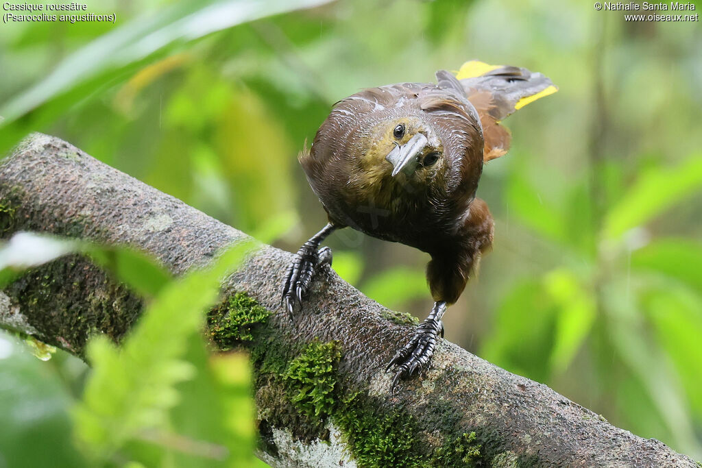 Cassique roussâtreadulte, identification