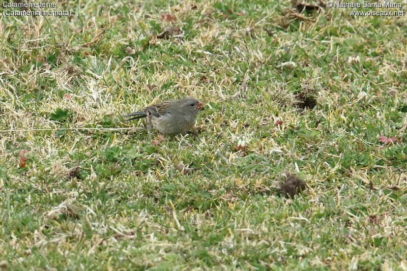 Cataménie terne mâle adulte, habitat, régime, mange