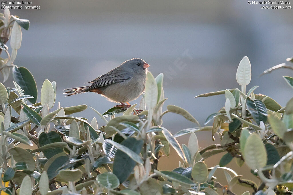 Cataménie terne mâle adulte, identification