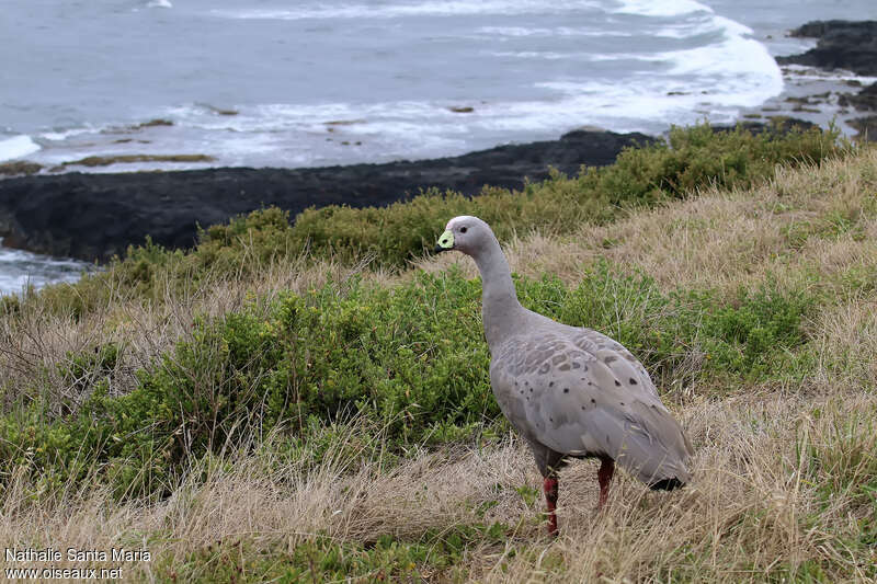 Cape Barren Gooseadult, habitat, pigmentation, walking