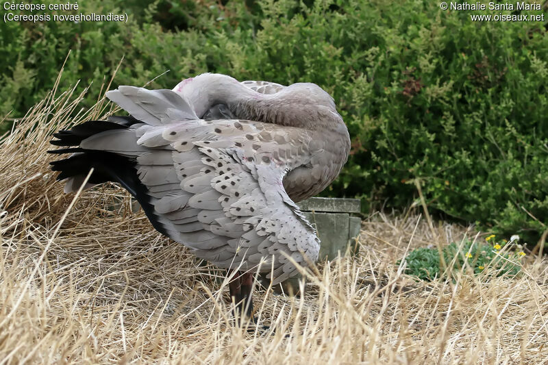 Céréopse cendréadulte, habitat, composition