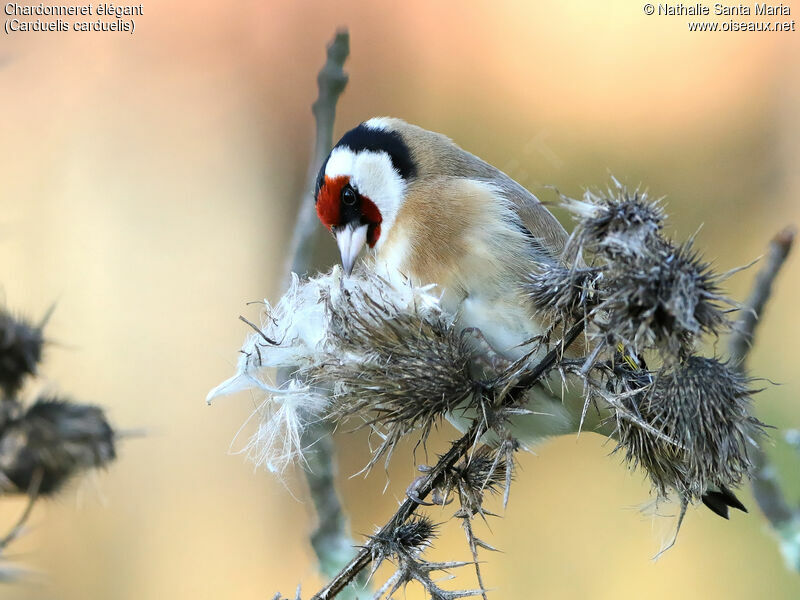 Chardonneret élégant mâle adulte, identification, régime, Comportement